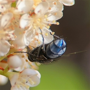 Calliphora vicina at Braddon, ACT - 26 Sep 2024