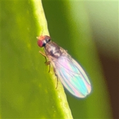 Drosophila sp. (genus) at Braddon, ACT - 26 Sep 2024 by Hejor1