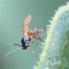 Ichneumonoidea (Superfamily) at Braddon, ACT - 26 Sep 2024 04:27 PM