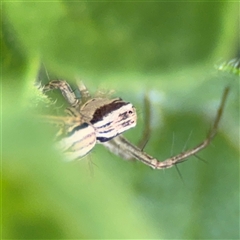 Oxyopes (genus) (Lynx spider) at Braddon, ACT - 26 Sep 2024 by Hejor1