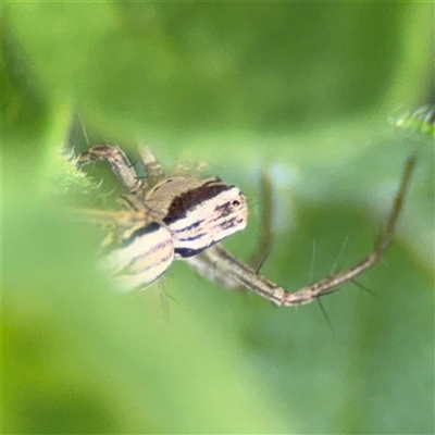 Oxyopes (genus) (Lynx spider) at Braddon, ACT - 26 Sep 2024 by Hejor1