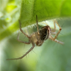 Oxyopes sp. (genus) at Braddon, ACT - 26 Sep 2024