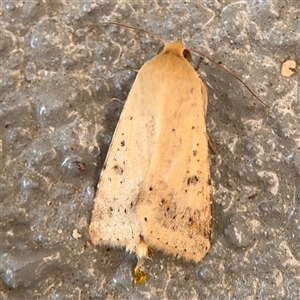 Helicoverpa (genus) at Braddon, ACT - 26 Sep 2024