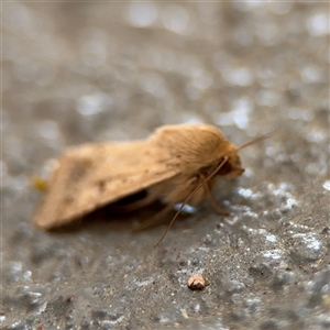 Helicoverpa (genus) at Braddon, ACT - 26 Sep 2024