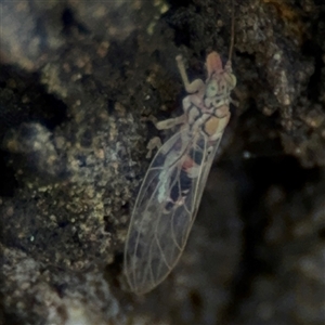 Psyllidae sp. (family) at Russell, ACT - 26 Sep 2024