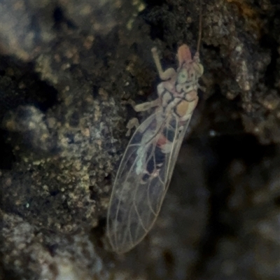 Psyllidae sp. (family) (Unidentified psyllid or lerp insect) at Russell, ACT - 26 Sep 2024 by Hejor1