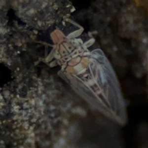 Psyllidae sp. (family) at Russell, ACT - 26 Sep 2024