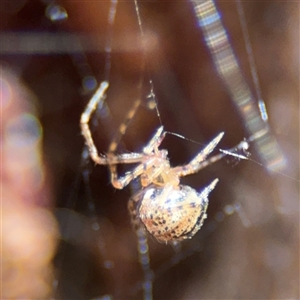 Cryptachaea veruculata at Russell, ACT - 26 Sep 2024