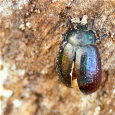 Chrysolina quadrigemina (Greater St Johns Wort beetle) at Russell, ACT - 26 Sep 2024 by Hejor1