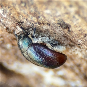 Chrysolina quadrigemina at Russell, ACT - 26 Sep 2024