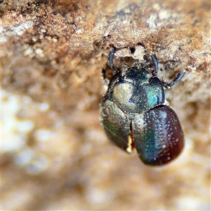 Chrysolina quadrigemina at Russell, ACT - 26 Sep 2024 01:59 PM