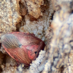 Amphaces sp. (genus) (Shield bug) at Russell, ACT - 26 Sep 2024 by Hejor1