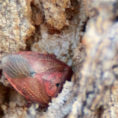 Amphaces sp. (genus) (Shield bug) at Russell, ACT - 26 Sep 2024 by Hejor1