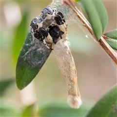 Batrachedra (genus) (The single genus of family Batrachedridae) at Parkes, ACT - 26 Sep 2024 by Hejor1