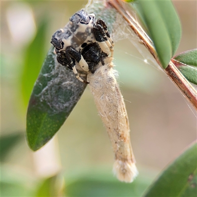 Batrachedra (genus) (The single genus of family Batrachedridae) at Parkes, ACT - 26 Sep 2024 by Hejor1