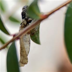 Batrachedra (genus) at Parkes, ACT - 26 Sep 2024