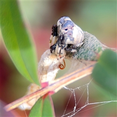 Batrachedra (genus) at Parkes, ACT - 26 Sep 2024