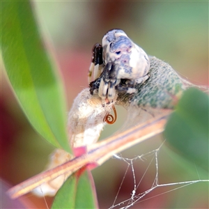 Celaenia excavata at Parkes, ACT - 26 Sep 2024