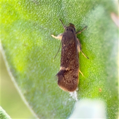 Leistomorpha brontoscopa (A concealer moth) at Parkes, ACT - 26 Sep 2024 by Hejor1