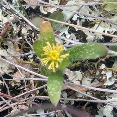 Triptilodiscus pygmaeus (Annual Daisy) at Lawson, ACT - 28 Sep 2024 by HelenCross