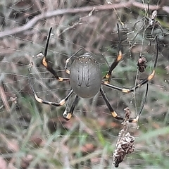 Unidentified Orb-weaving spider (several families) at Bermagui, NSW - 4 Apr 2021 by TheCrossingLand