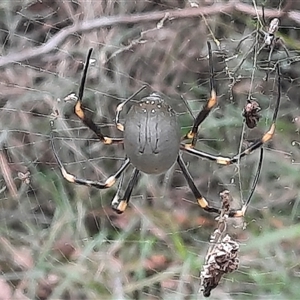 Trichonephila edulis at Bermagui, NSW - 5 Apr 2021 09:47 AM