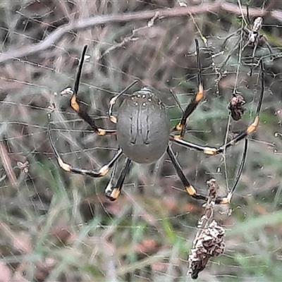 Trichonephila edulis (Golden orb weaver) at Bermagui, NSW - 5 Apr 2021 by TheCrossingLand