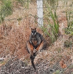 Wallabia bicolor (Swamp Wallaby) at Bermagui, NSW - 13 Aug 2022 by TheCrossingLand