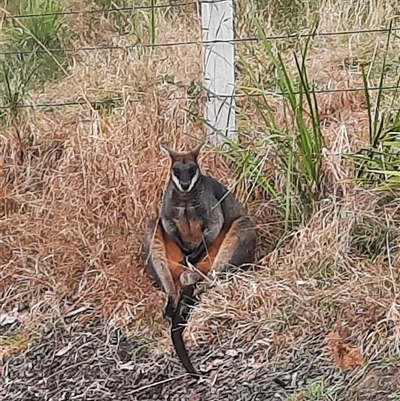 Wallabia bicolor (Swamp Wallaby) at Bermagui, NSW - 13 Aug 2022 by TheCrossingLand