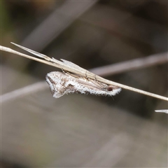 Tineidae (family) (Clothes moths (Tineidae)) at Yarralumla, ACT - 27 Sep 2024 by DPRees125