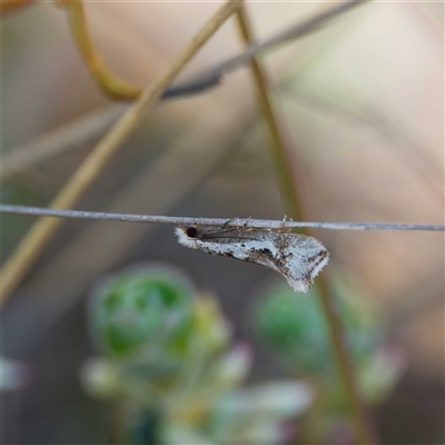 Tineidae (family) (Clothes moths (Tineidae)) at Yarralumla, ACT - 27 Sep 2024 by DPRees125