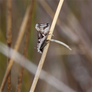 Dascia sagittifera at Yarralumla, ACT - 30 Sep 2024