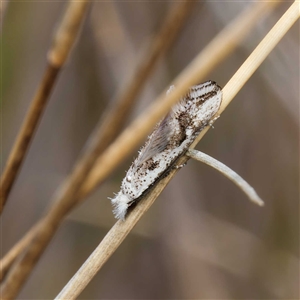 Dascia sagittifera at Yarralumla, ACT - 30 Sep 2024