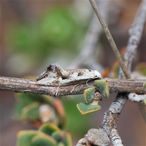 Dascia sagittifera at Yarralumla, ACT - 30 Sep 2024 12:14 PM