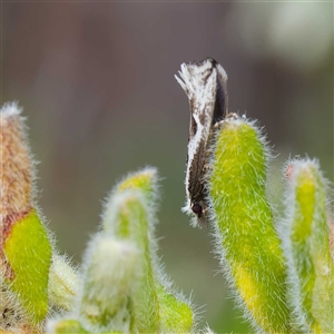 Dascia sagittifera at Yarralumla, ACT - 30 Sep 2024