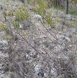 Acacia lanigera var. lanigera at Pearce, ACT - 28 Sep 2024