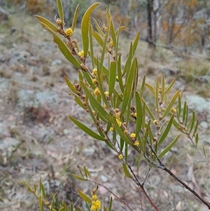 Acacia lanigera var. lanigera at Pearce, ACT - 28 Sep 2024