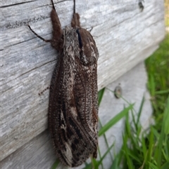 Endoxyla encalypti (Wattle Goat Moth) at Bermagui, NSW - 14 Nov 2022 by TheCrossingLand