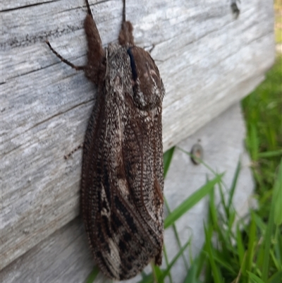 Endoxyla encalypti (Wattle Goat Moth) at Bermagui, NSW - 14 Nov 2022 by TheCrossingLand