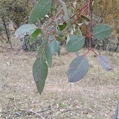 Eucalyptus blakelyi (Blakely's Red Gum) at Pearce, ACT - 27 Sep 2024 by LPadg