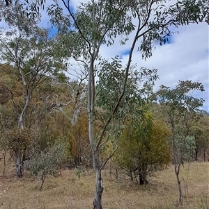 Eucalyptus blakelyi at Pearce, ACT - 28 Sep 2024