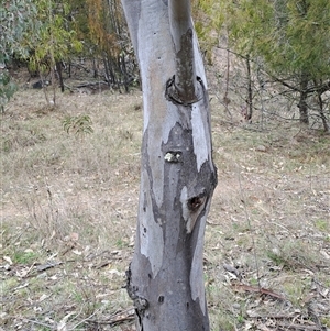 Eucalyptus blakelyi at Pearce, ACT - 28 Sep 2024