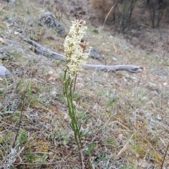 Stackhousia monogyna (Creamy Candles) at Pearce, ACT - 28 Sep 2024 by LPadg