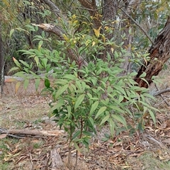 Nandina domestica (Sacred Bamboo) at Pearce, ACT - 27 Sep 2024 by LPadg