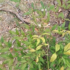 Nandina domestica at Pearce, ACT - 28 Sep 2024