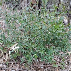 Billardiera heterophylla (Western Australian Bluebell Creeper) at Pearce, ACT - 28 Sep 2024 by LPadg