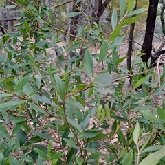 Billardiera heterophylla at Pearce, ACT - 28 Sep 2024 09:43 AM