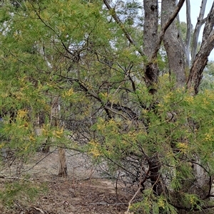 Acacia decurrens at Pearce, ACT - 28 Sep 2024 09:41 AM