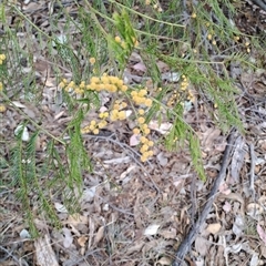 Acacia decurrens at Pearce, ACT - 28 Sep 2024