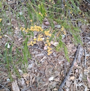 Acacia decurrens at Pearce, ACT - 28 Sep 2024 09:41 AM